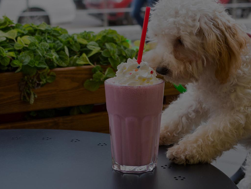 6 tips to make the dog days of summer the doggone best time around