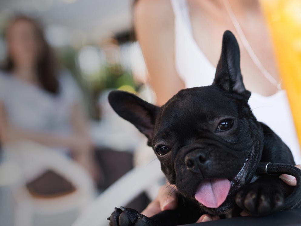 The dog days of summer have customers panting for a refreshment.