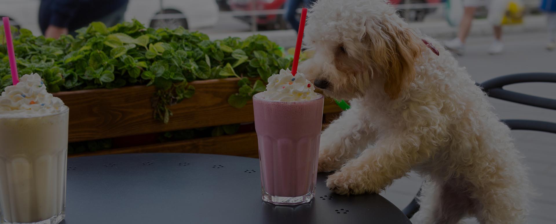 6 tips to make the dog days of summer the doggone best time around
